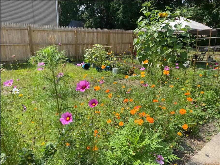 Studio Apt W Garden キングストン エクステリア 写真